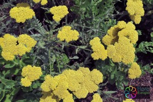 achillea filipendulina (6) (1200 x 799).jpg_product