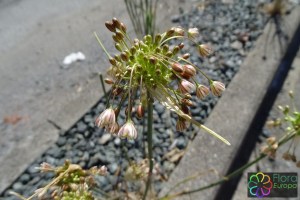 Allium_paniculatum9