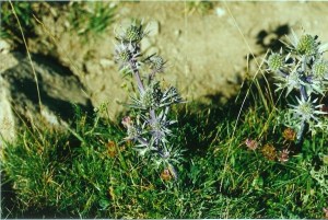 Amethistdistel2