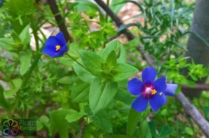 Anagallis1