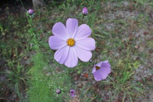 Cosmea2