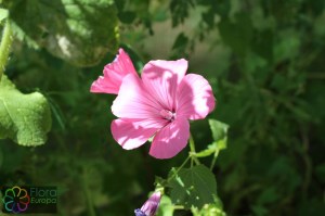 Lavatera_trimestris