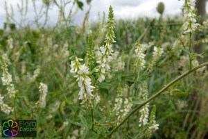 Melilotus_alba