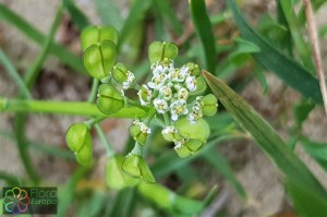 teesdalia nudicaulis (2) (1200 x 800).jpg_product