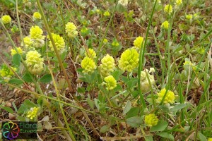 trifolium campestre.jpg_product_product