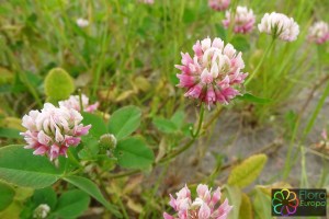 Trifolium_hybridum