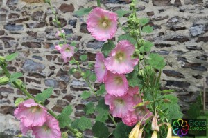 alcea_rosea