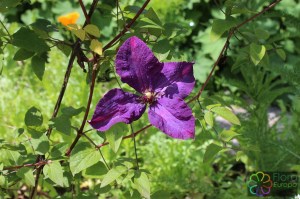 clematis_viticella