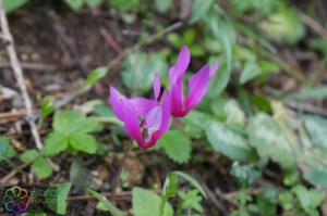 cyclamen-repandum-4