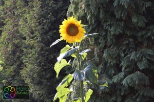 helianthus_annuus