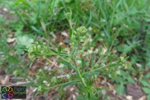 lepidium_ruderale