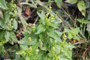 mercurialis_annua