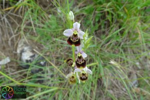 ophrys_insectifera6