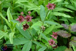 potentilla_palustris1.jpg_product