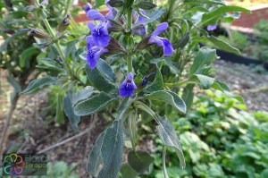 salvia_officinalis4.jpg