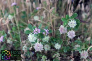 trifolium_tomentosum