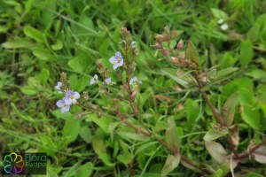 Veronica_anagallis-aquatica (2).jpg_product